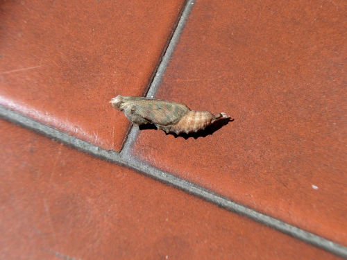 Allevamento farfalle