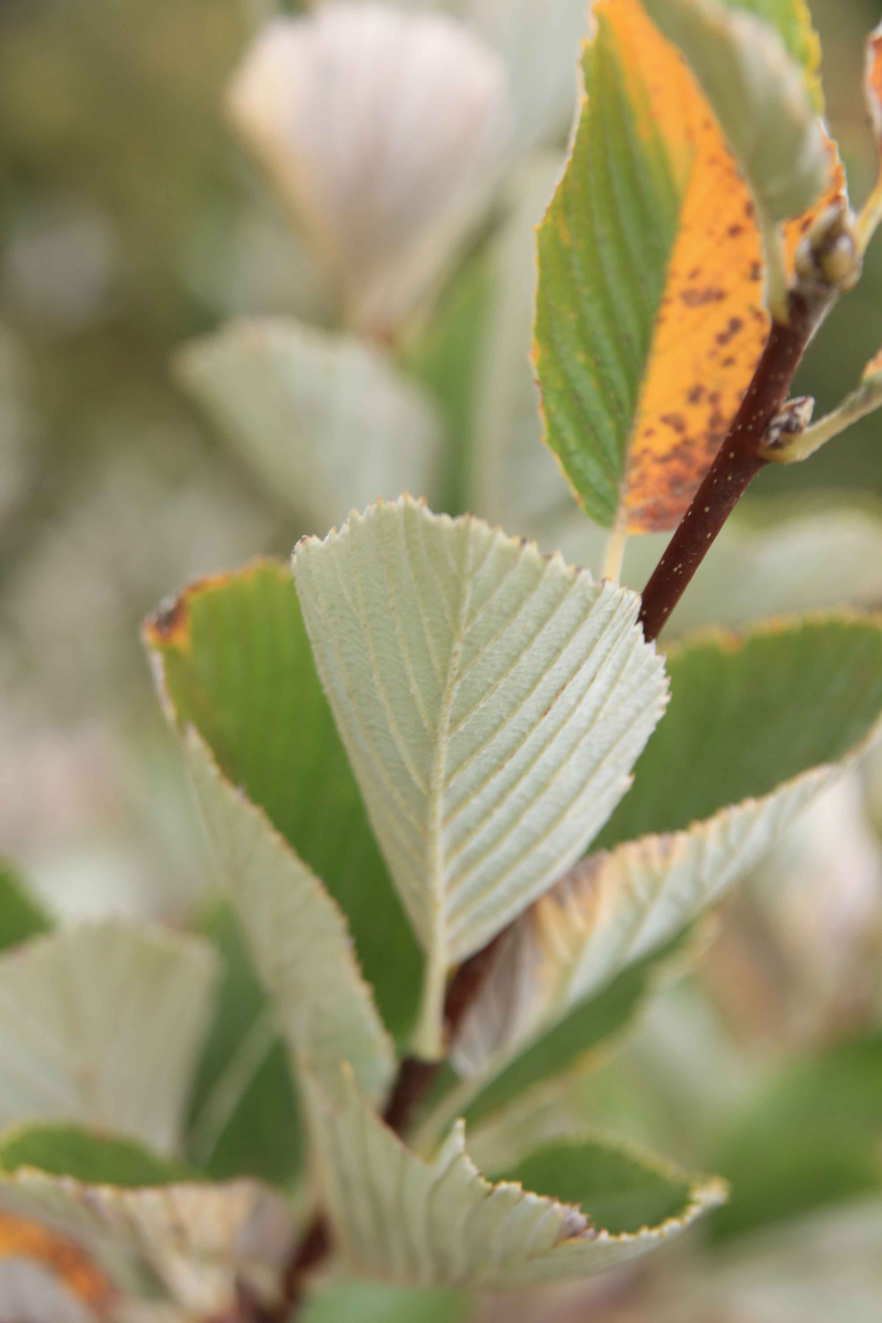 Alberello appenninico - Sorbus aria