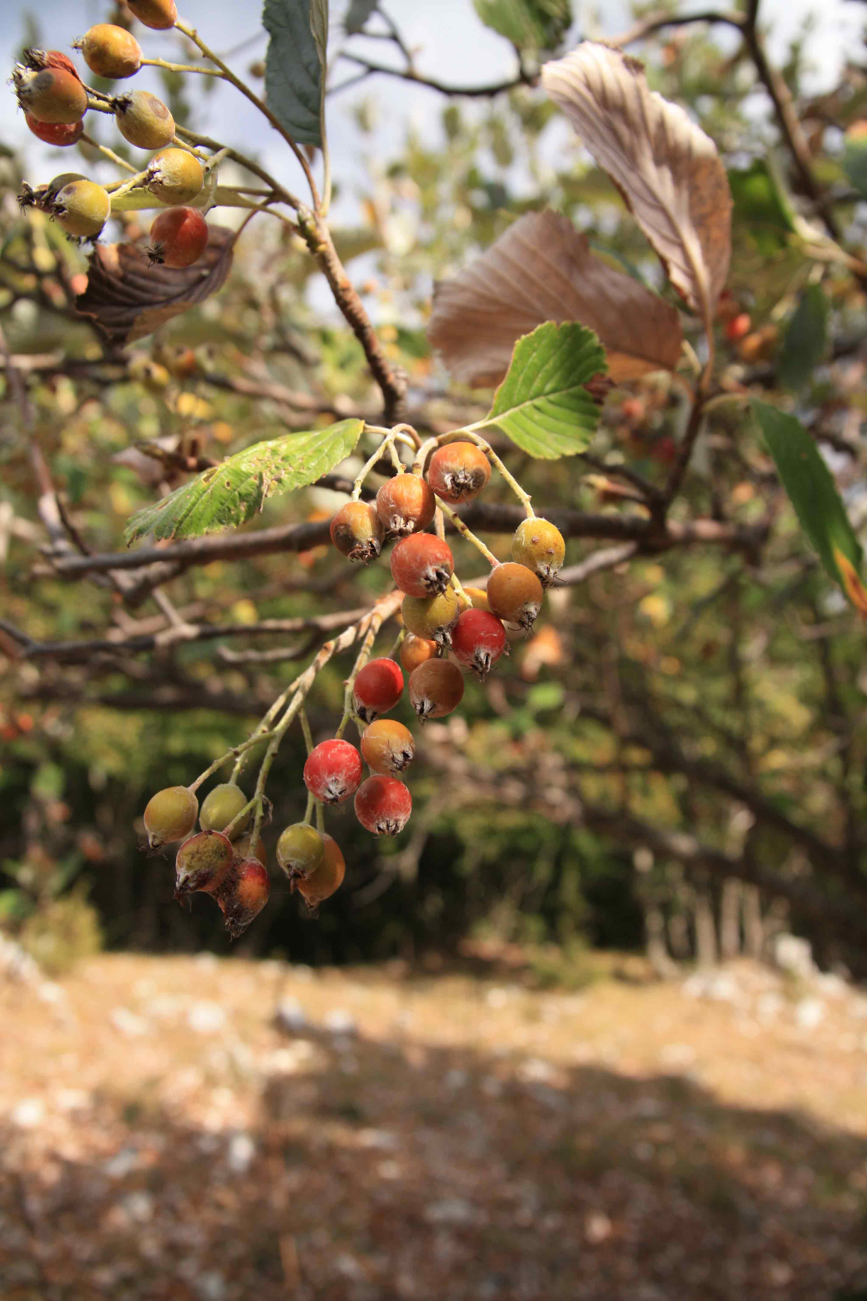 Alberello appenninico - Sorbus aria