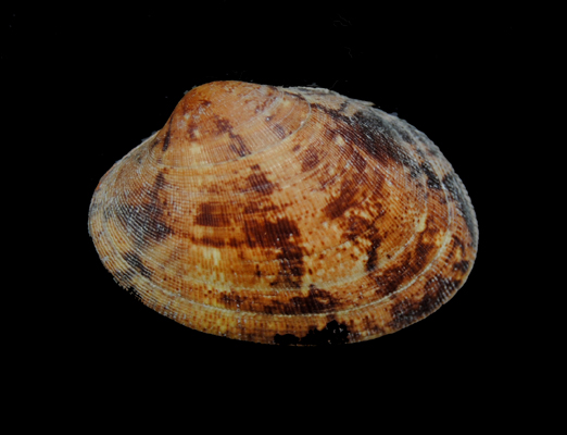 Tapes decussatus