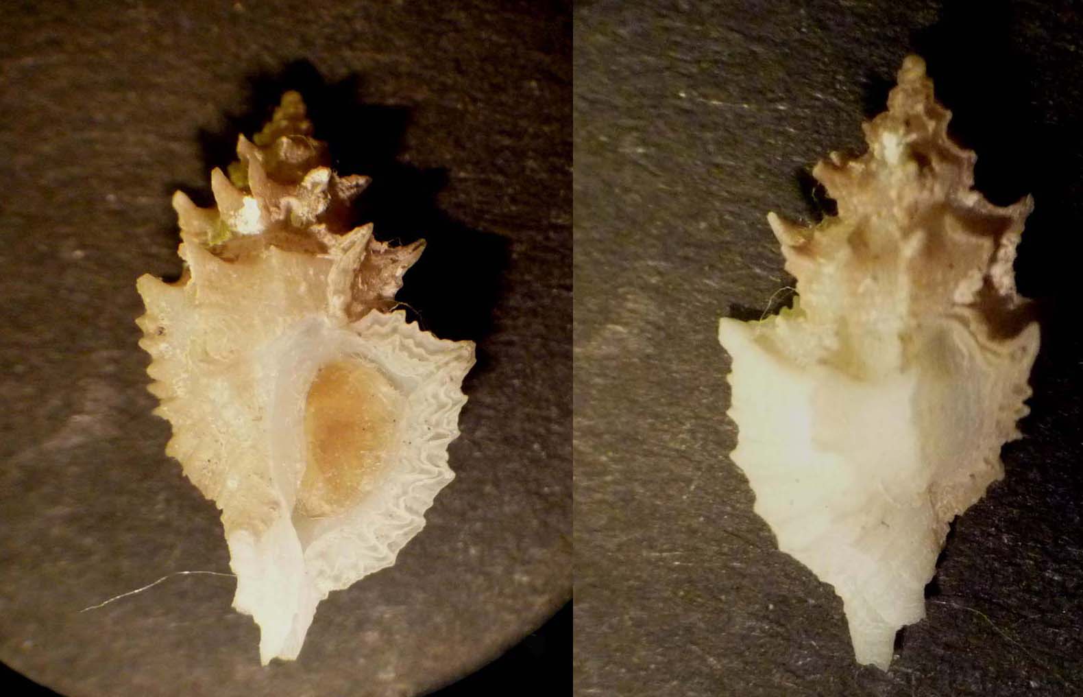 ocinebrina hispidula