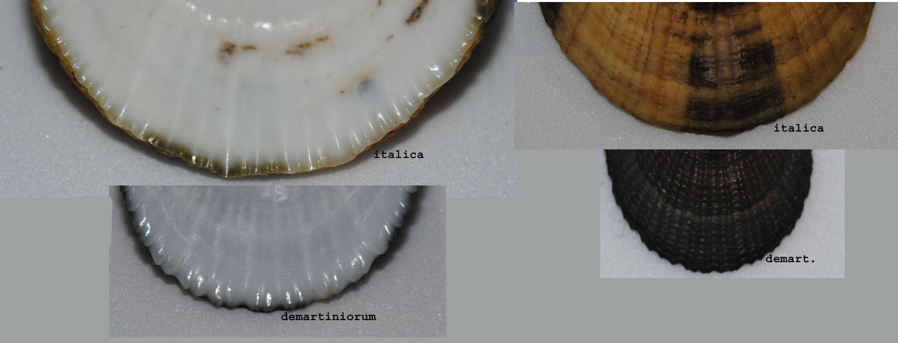 Diodora italica