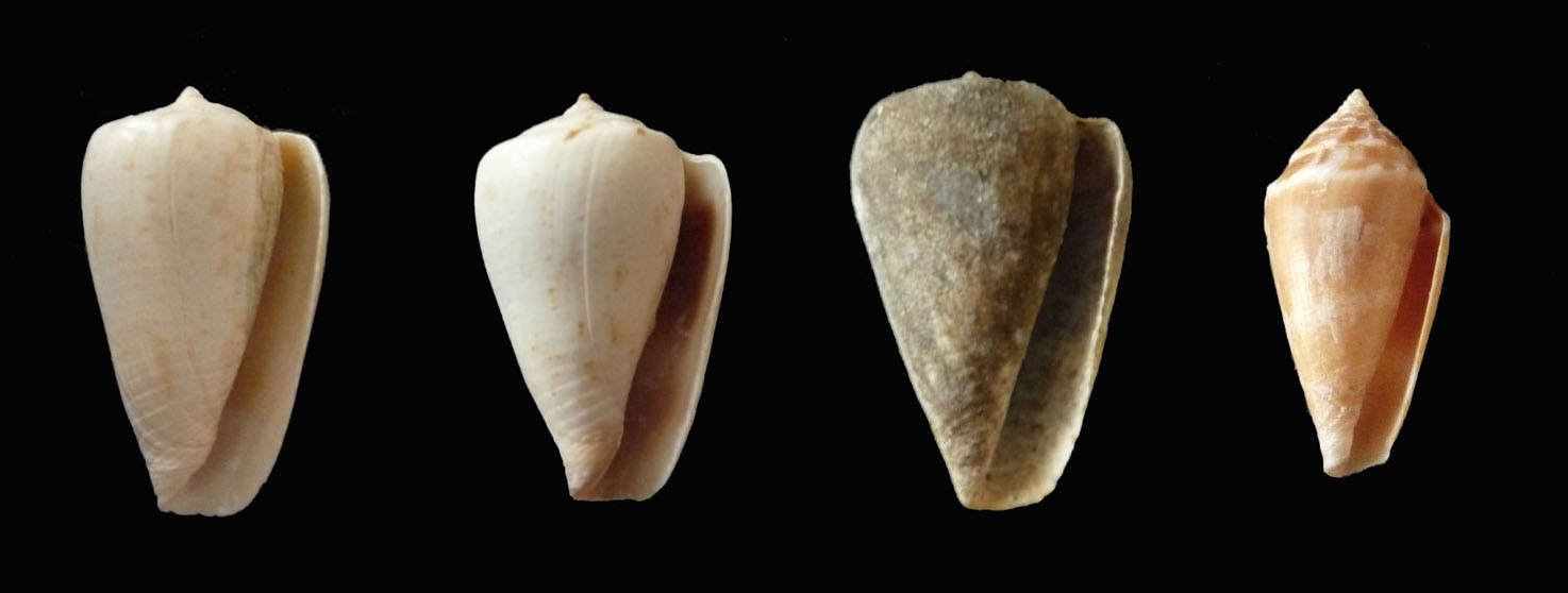Conus mediterraneus