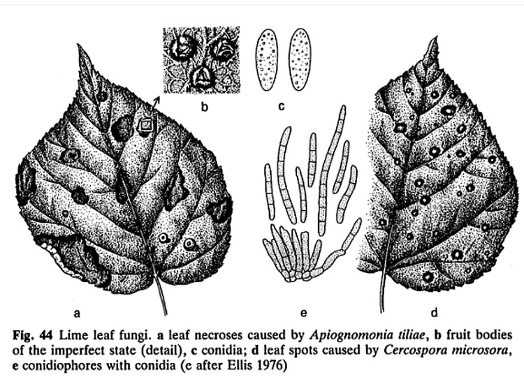 Patologia vegetale, fungo, myxo...?