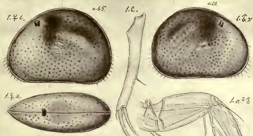 Ostracodi  [ Cypria sp. ]