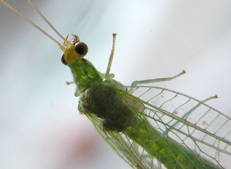 Le Crisope Della Mia Estate Natura Mediterraneo Forum Naturalistico