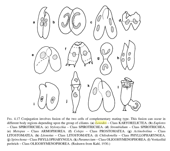 cos''�, ciliati in divisione ? ameba?