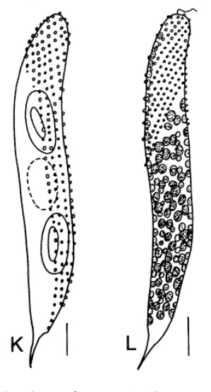 Euglenales