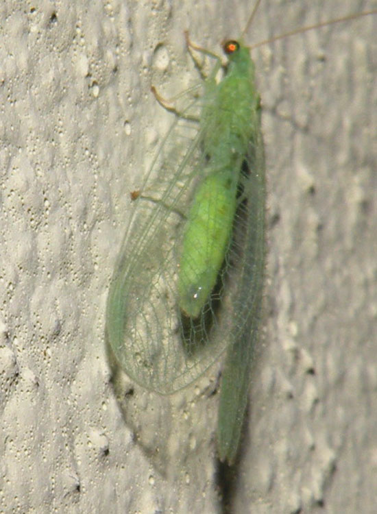 Le Crisope Della Mia Estate Natura Mediterraneo Forum Naturalistico