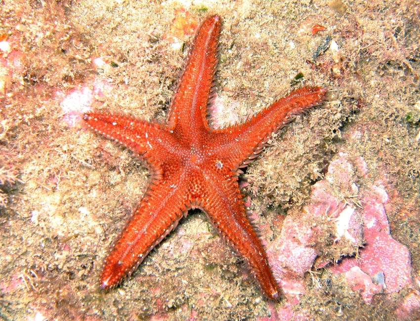 Astropecten spinulosus