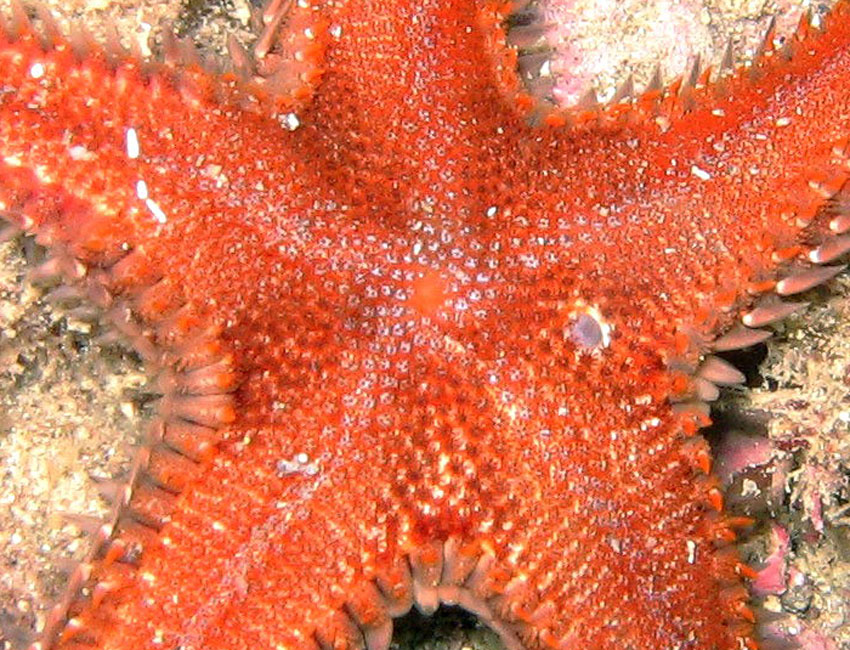 Astropecten spinulosus