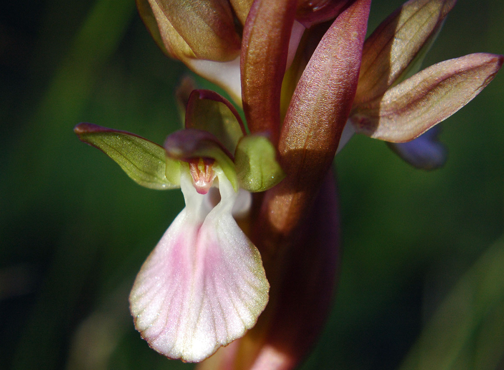 Anacamptis collina /  Orchide a sacco