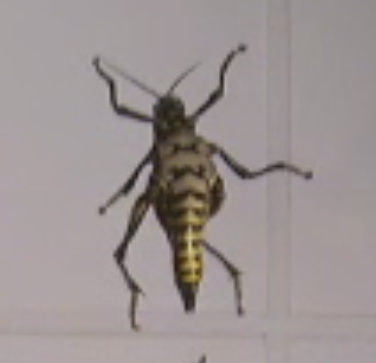  un ragno?