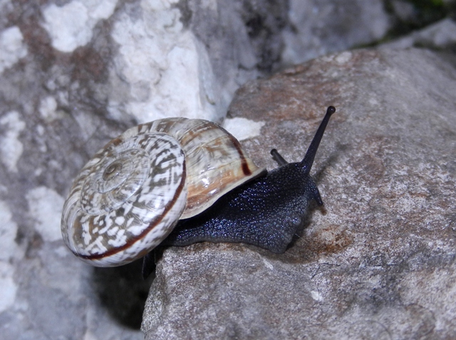 Chilostoma deposizione in parete