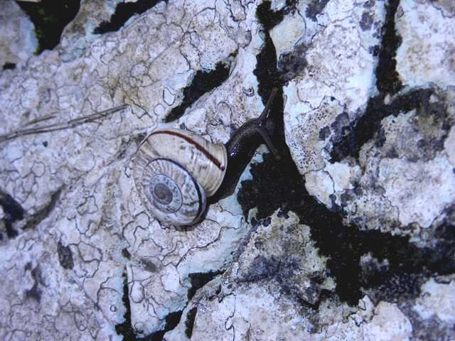 Chilostoma deposizione in parete