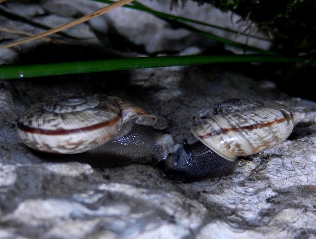 Chilostoma deposizione in parete