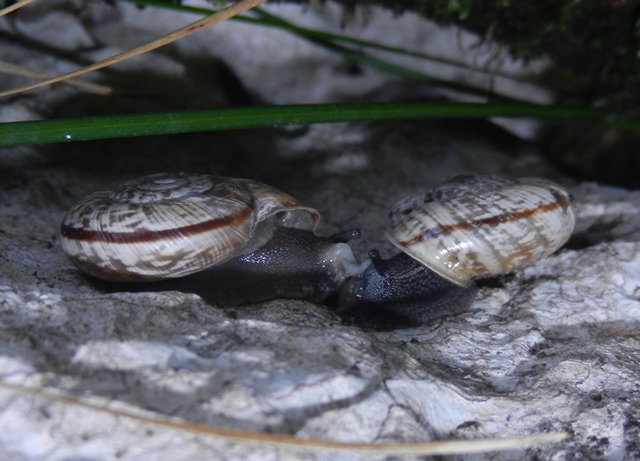 Chilostoma deposizione in parete