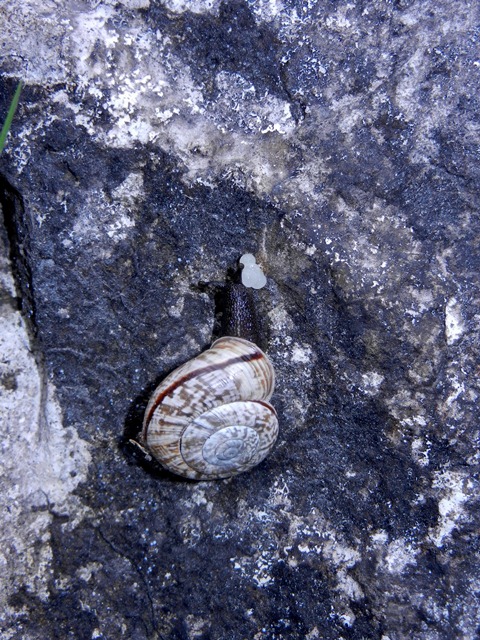 Chilostoma deposizione in parete