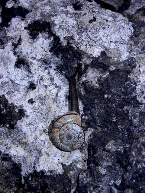 Chilostoma deposizione in parete