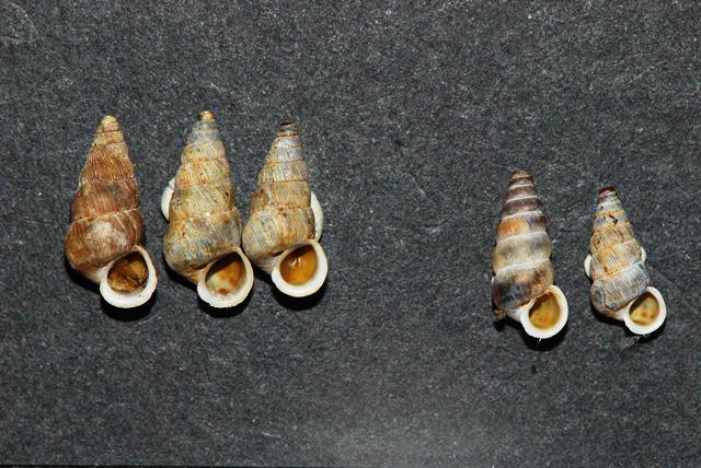 Cochlostoma obscurum Pirenei