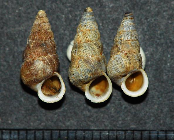Cochlostoma obscurum Pirenei