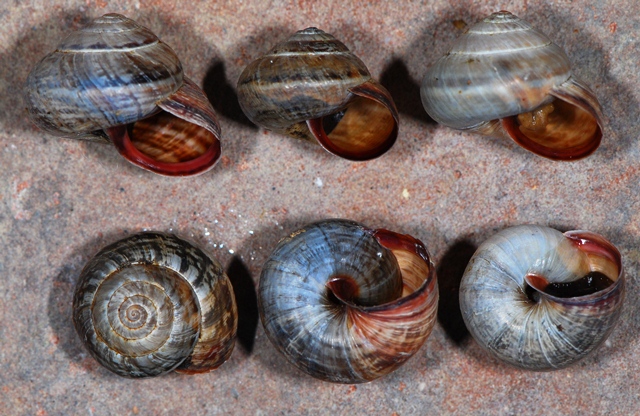 Higromiidae misterioso 2....la vendetta - Cernuella virgata