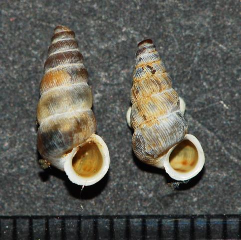 Cochlostoma obscurum Pirenei