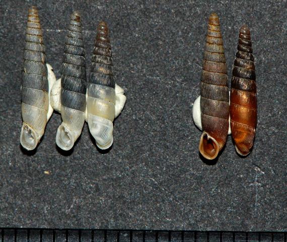 Clausilidae Bories Francia