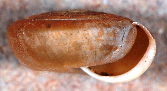 Suboestophora boscae - Spagna, Denia