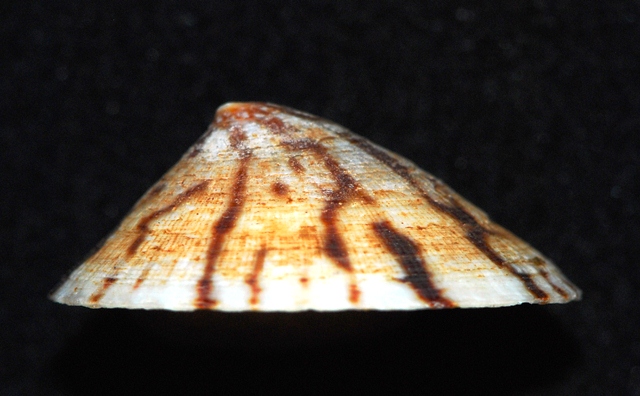 Testudinalia testudinalis