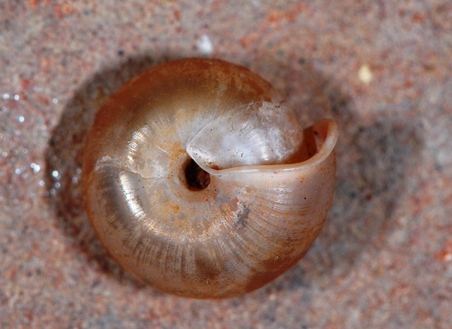 Suboestophora boscae - Spagna, Denia