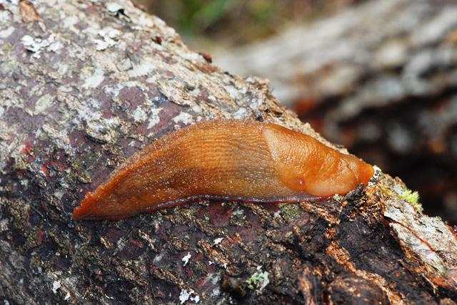 Limax Macera della Morte (AP)