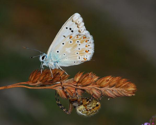 Aculepeira ceropegia; Araneus diadematus; Araniella sp.