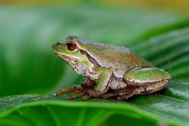 Hyla intemedia