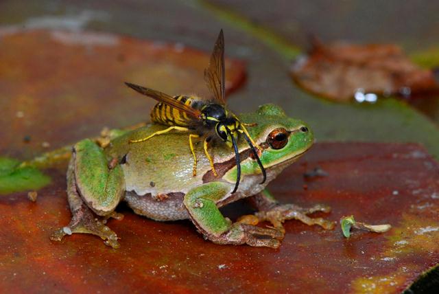 Hyla intemedia