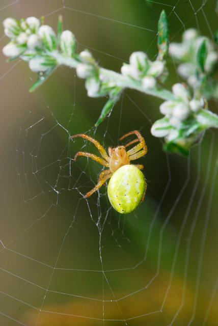 Aculepeira ceropegia; Araneus diadematus; Araniella sp.