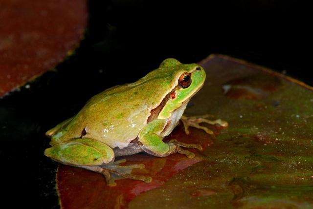 Hyla intemedia