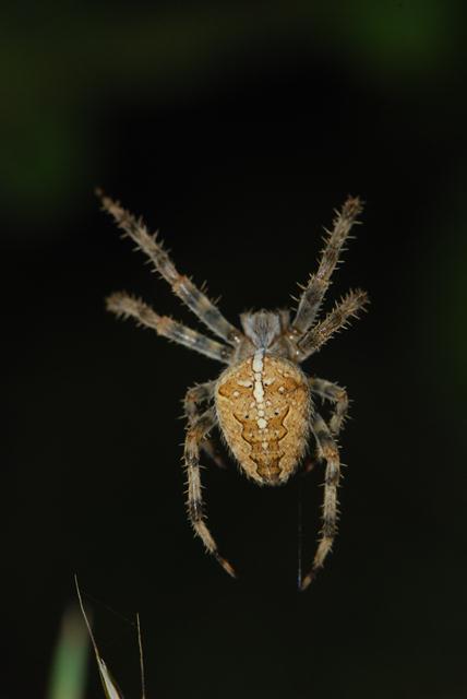 Aculepeira ceropegia; Araneus diadematus; Araniella sp.