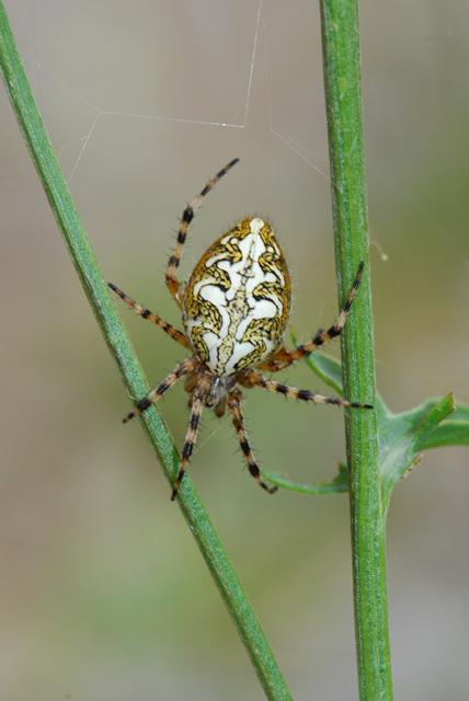 Aculepeira ceropegia; Araneus diadematus; Araniella sp.