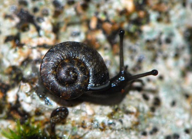 Chilostoma desmoulinsi (Farines 1834)