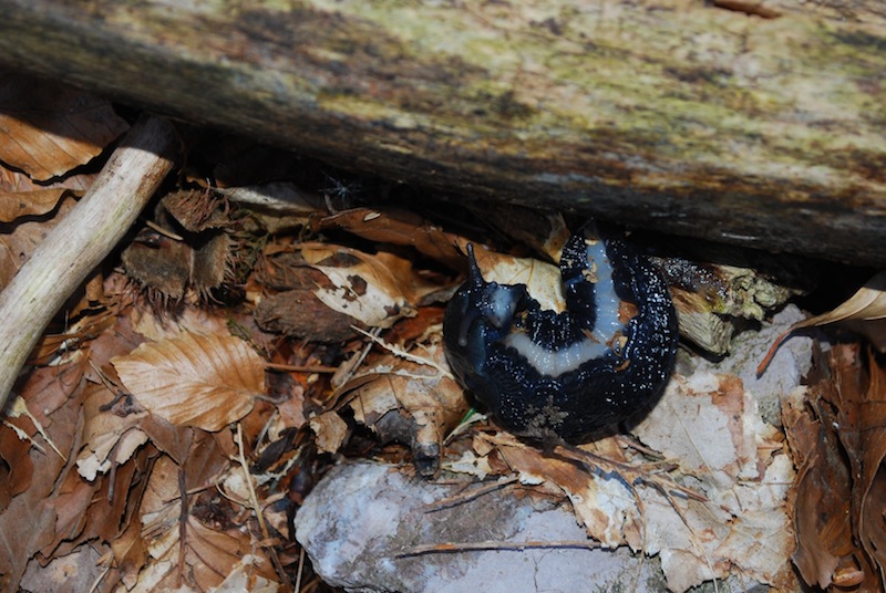 Limax del cinereoniger-gruppo dal Monte Nero (KRN) Slovenia