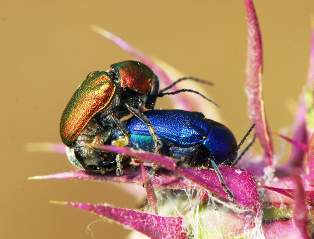 Il colore a volte inganna: Cryptocephalus sericeus in copula