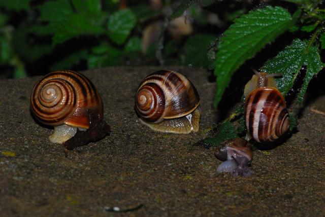 alla ricerca della Monacha orsinii, 2a edizione