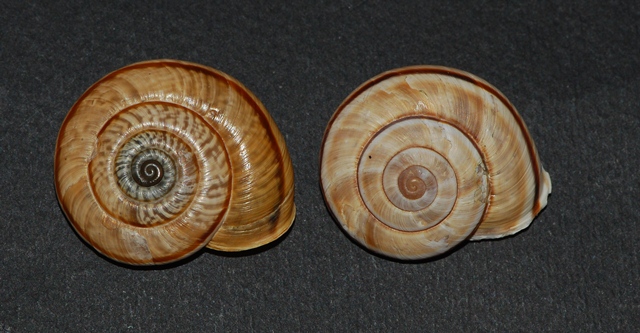 Chilostoma Pasubio
