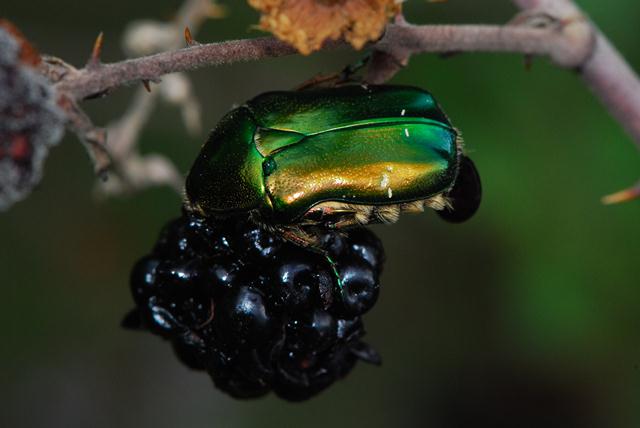 mangiata e ....cacata