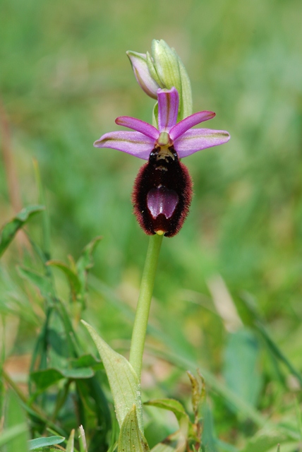Orchidee istriane