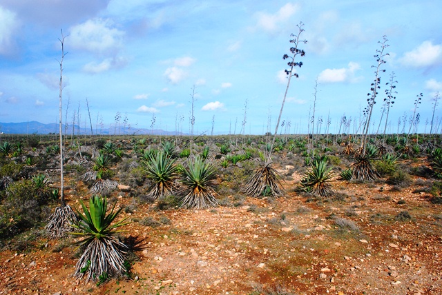 Buthus occitanus Almeria