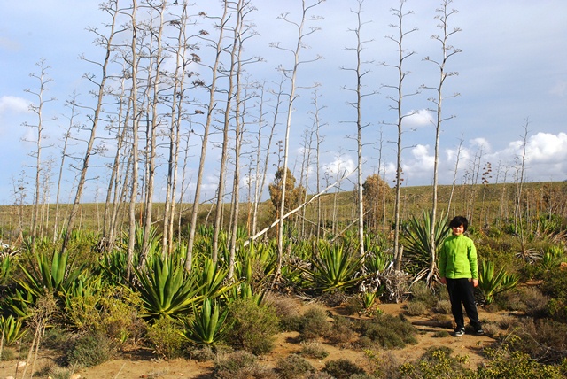 Theba subdentata helicella