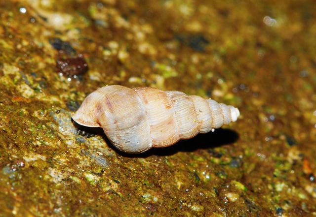 Cochlostoma obscurum Pirenei