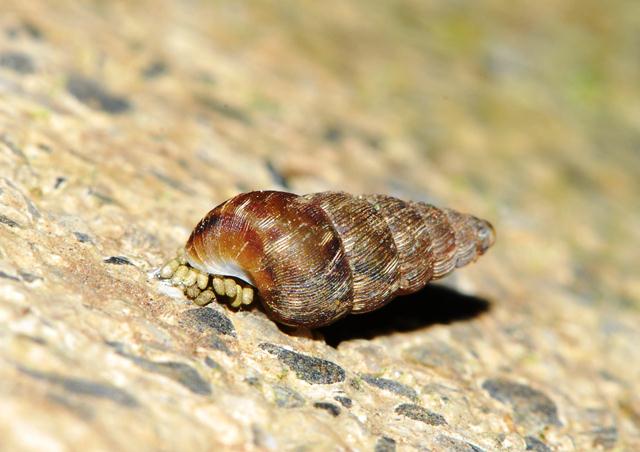 Cochlostoma obscurum Pirenei